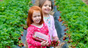 Field trip - girls picking strawberries